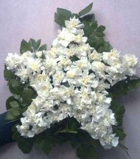 Estrella y herradura! - 3