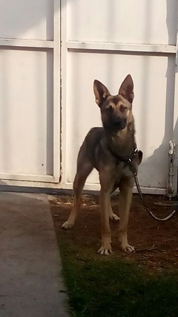 Tu mascota participando en la boda - 1