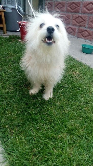 Tu mascota participando en la boda - 3