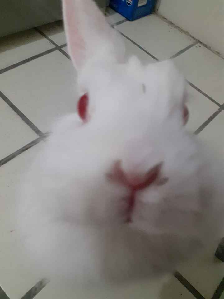 Bodas con perros? - 1