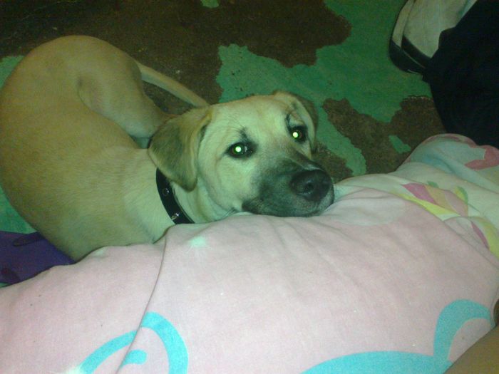 buestra perrita miel 