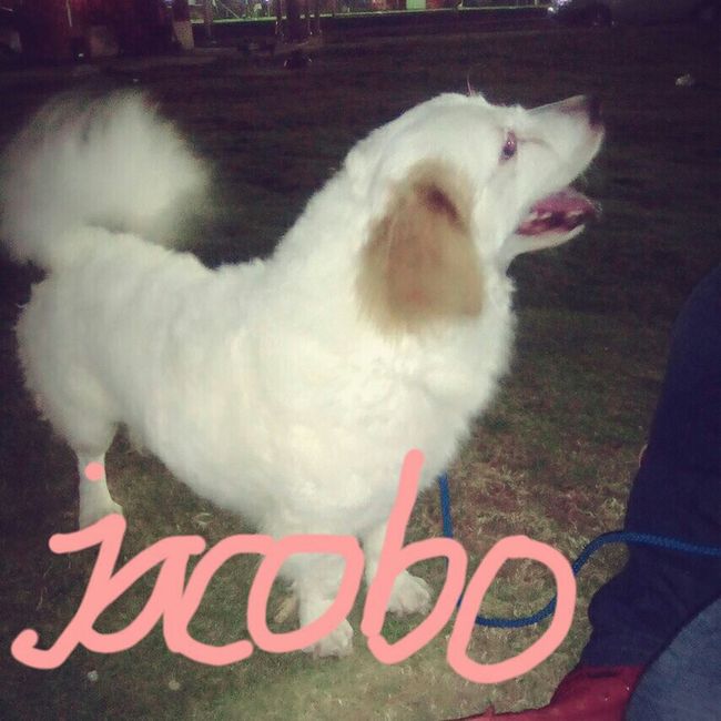 Mascotas en la boda?? - 1