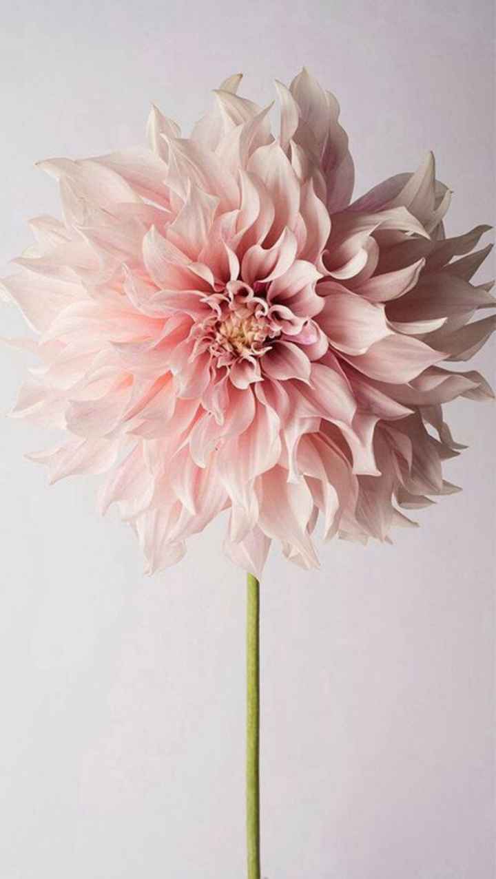 En tu boda:dalias - 1