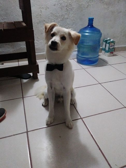 ¿Te vas a tomar fotos de novia con tu mascota? 16