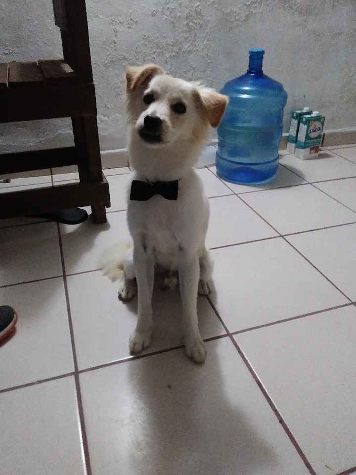 ¿Te vas a tomar fotos de novia con tu mascota? - 1