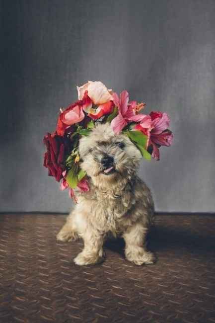 Corona de flores perruna