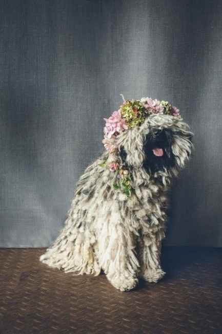 Corona de flores perruna