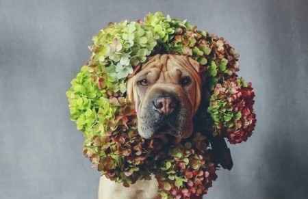 Corona de flores perruna