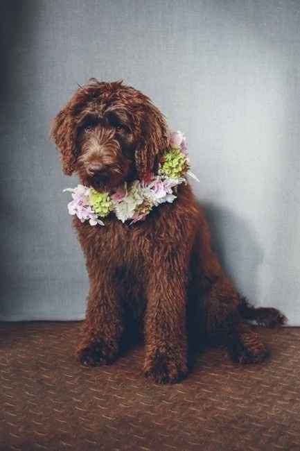 Corona de flores perruna