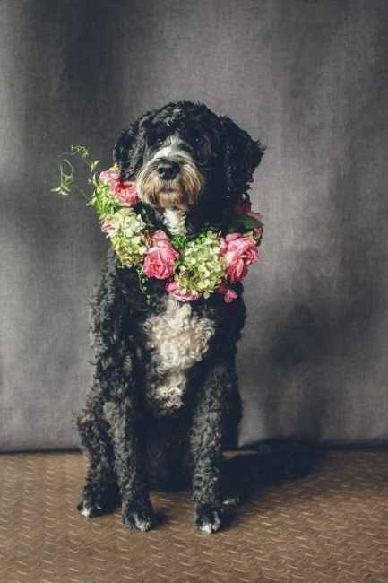 Corona de flores perruna