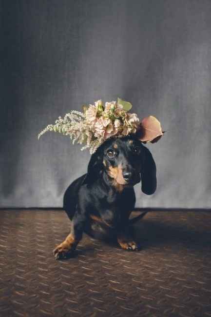 Corona de flores perruna
