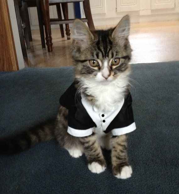 Boda de Gatos