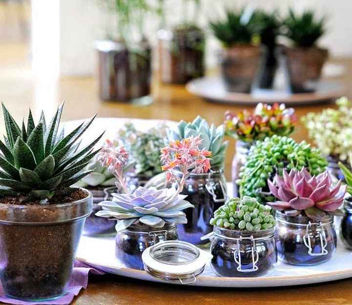 Centros de mesa con suculentas