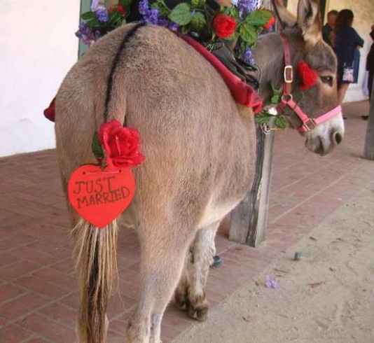 Burros de boda