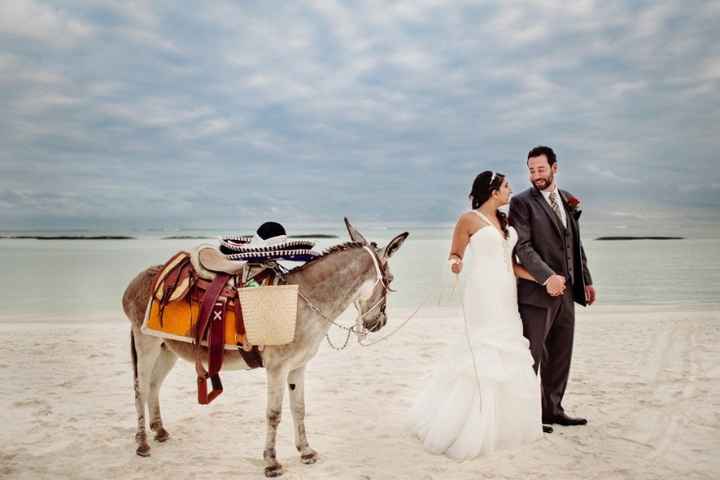 Burros de boda