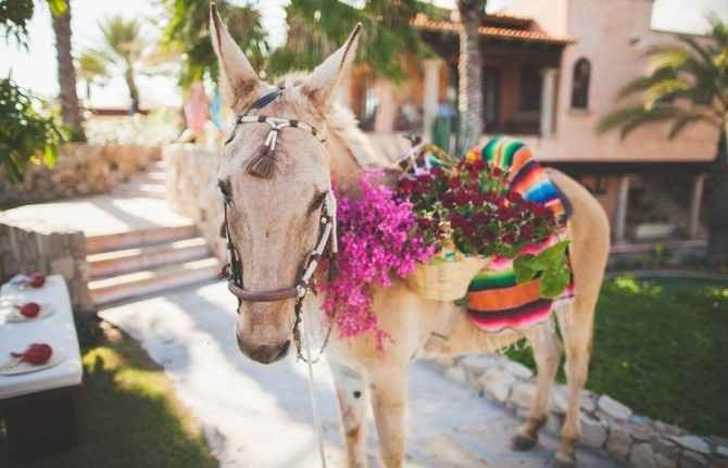 Burros de boda