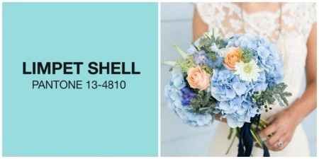 Limpet Shell