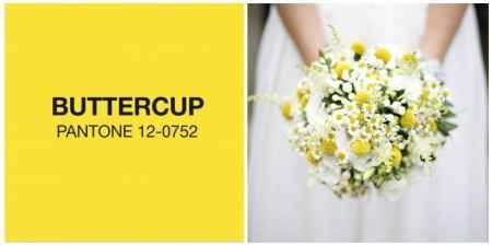 Buttercup