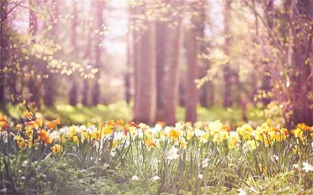 A. Primavera