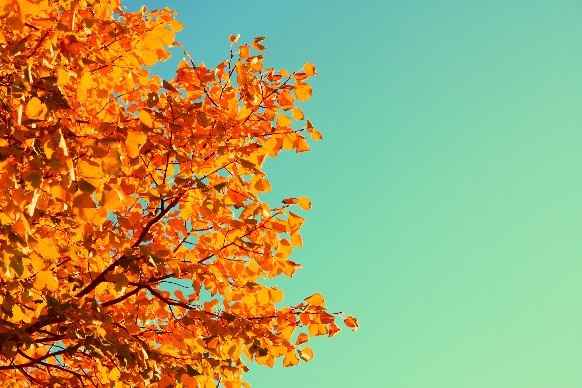 D. Otoño