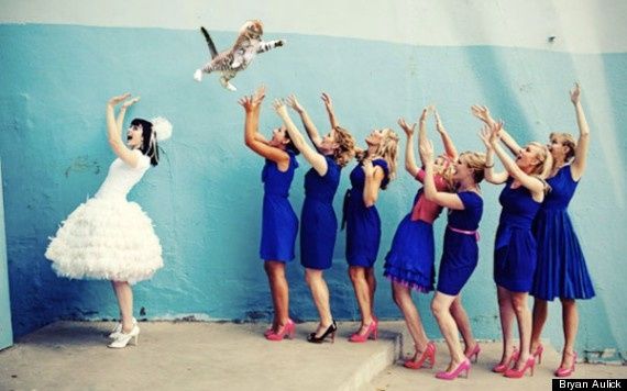 bodas con gatos