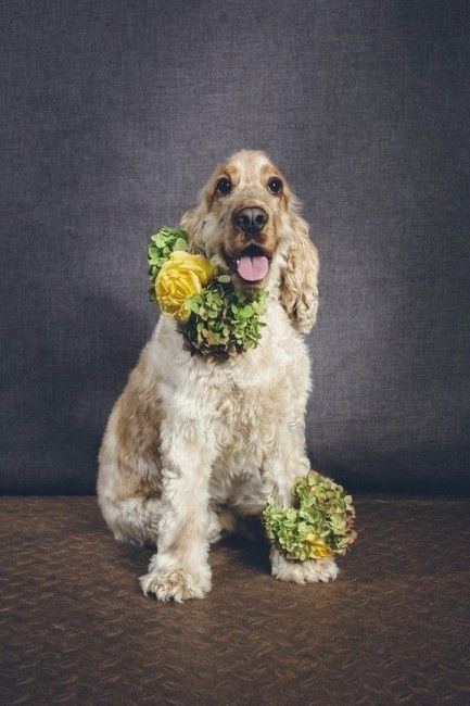 Corona de flores perruna
