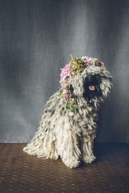 Corona de flores perruna