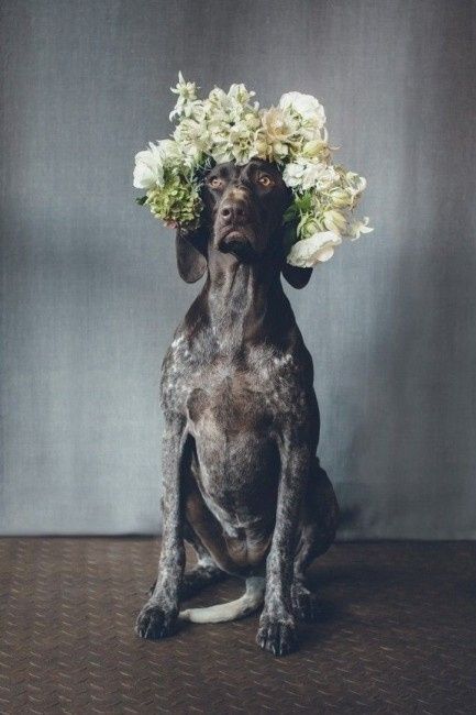 Corona de flores perruna