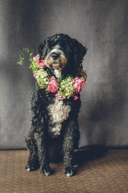 Corona de flores perruna