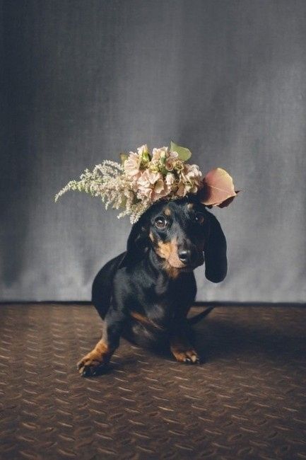 Corona de flores perruna