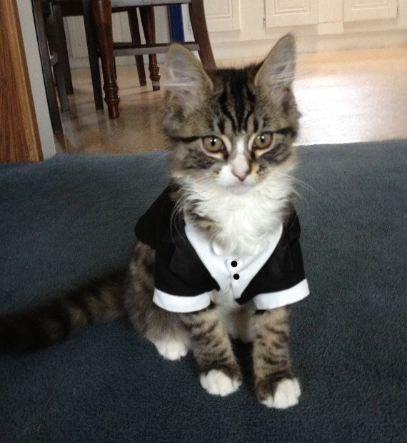 Boda de Gatos