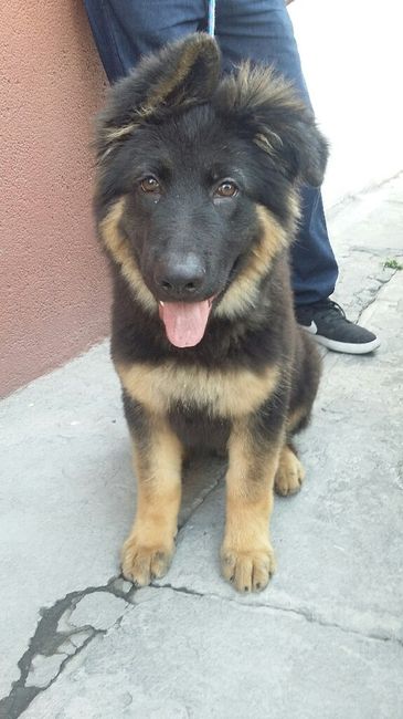Y las mascotas? - 1