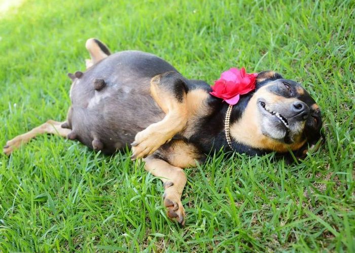 3) perrita embarazada