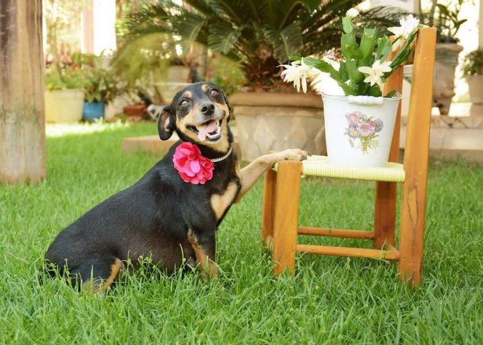 4) perrita embarazada