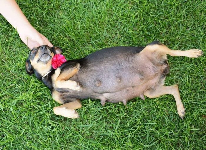 7) perrita embarazada