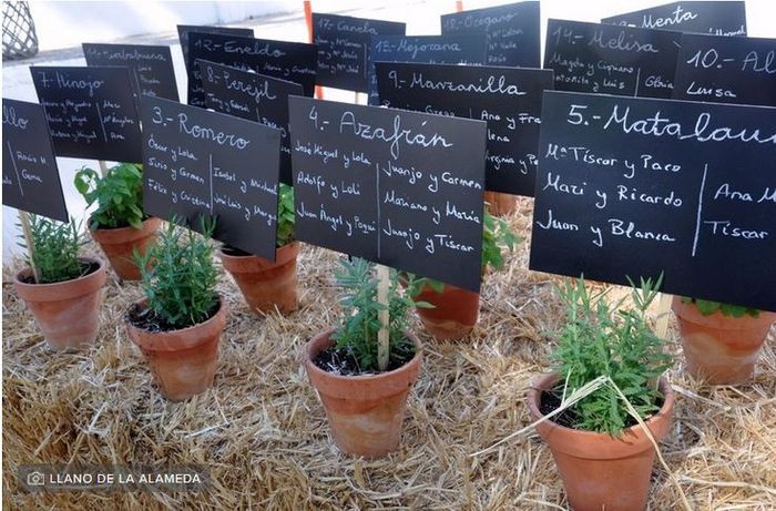 Plantas aromáticas para las bodas 2