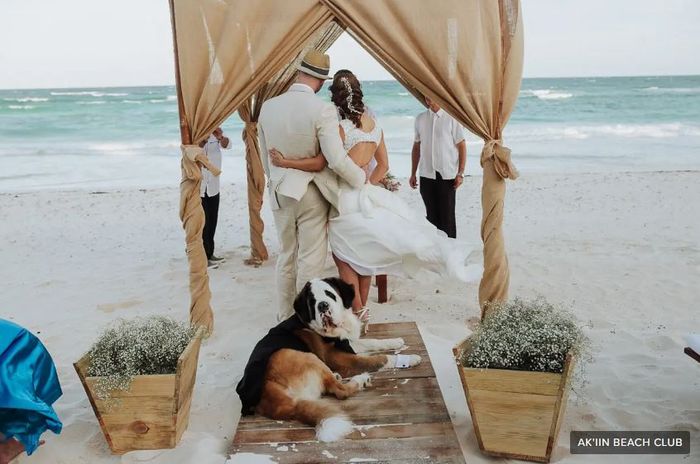 ¿Tu mascota estará en la ceremonia de la boda? 🐾 1