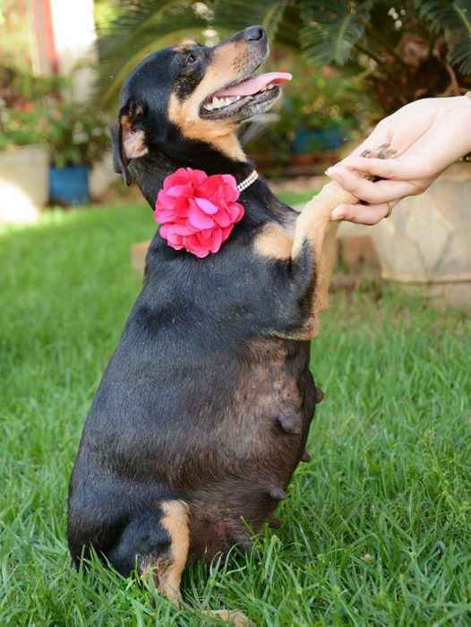 1) perrita embarazada