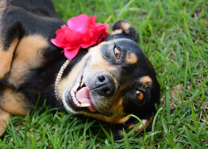 2) perrita embarazada