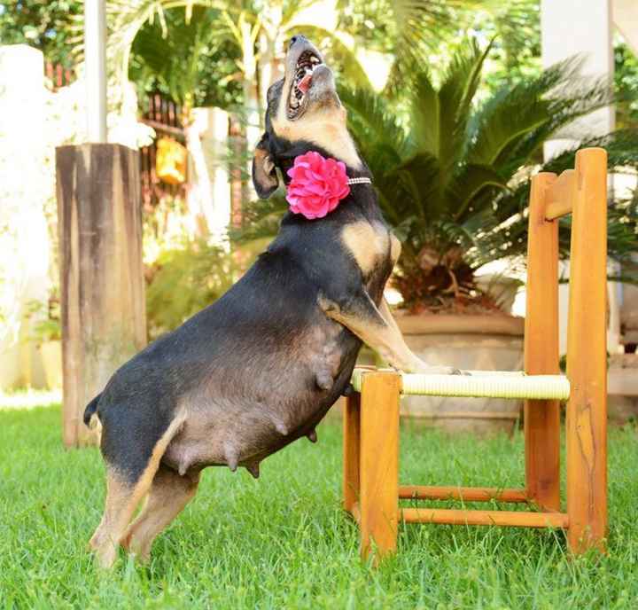5) perrita embarazada