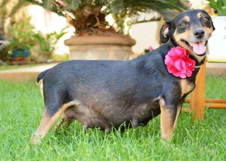 6) perrita embarazada