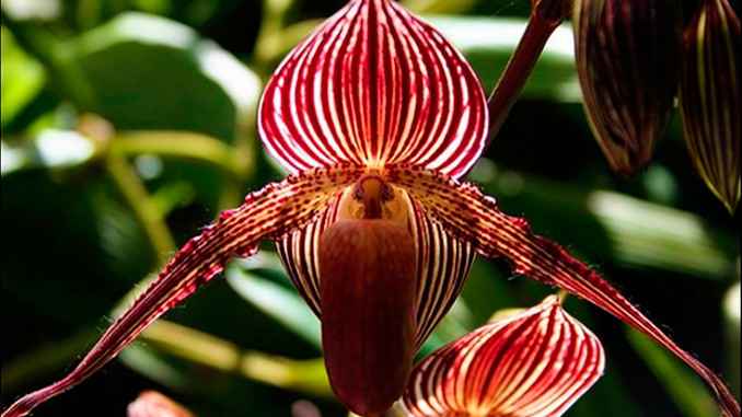 orquidea