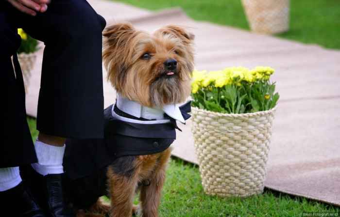 paje canino