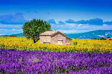 4) campo de lavanda