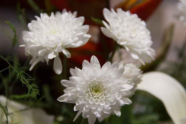  3) Crisantemo
