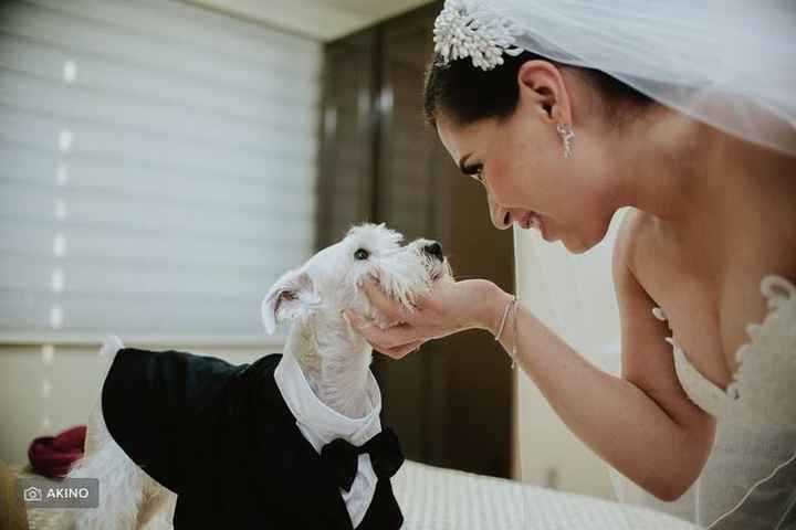 Outfits para las mascotas en la boda👍👎 - 1