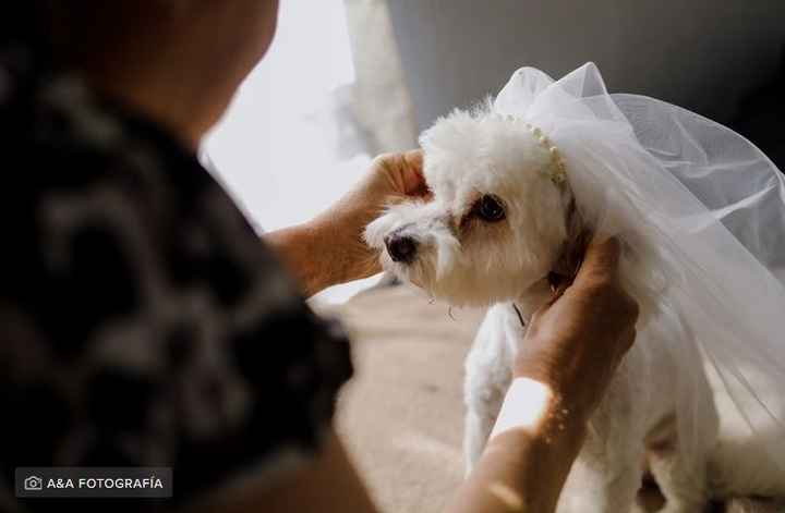 Outfits para las mascotas en la boda👍👎 - 2