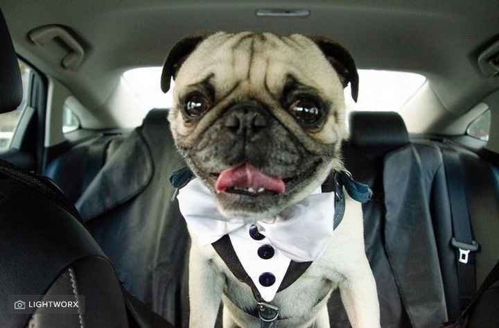 Outfits para las mascotas en la boda👍👎 - 4