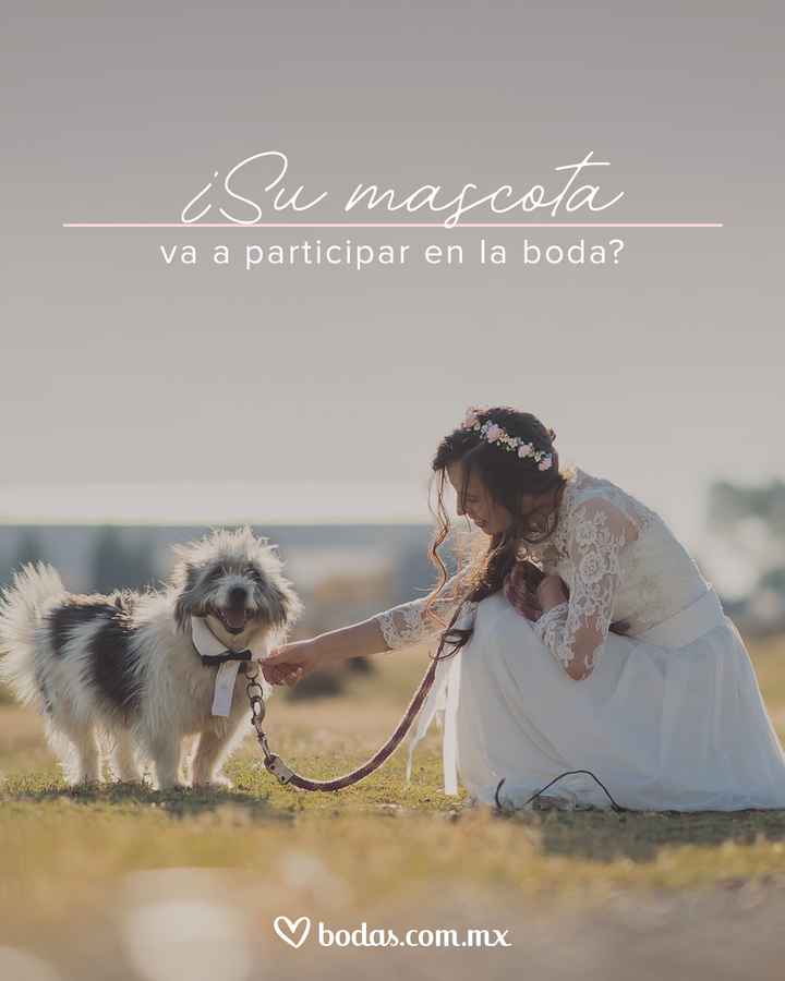 Mascota en la boda, ¿sí o no? - 1