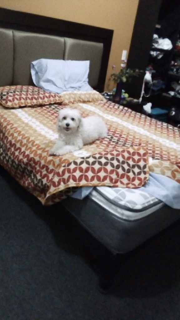 Perrhijos en la Boda 🐩💗 - 3